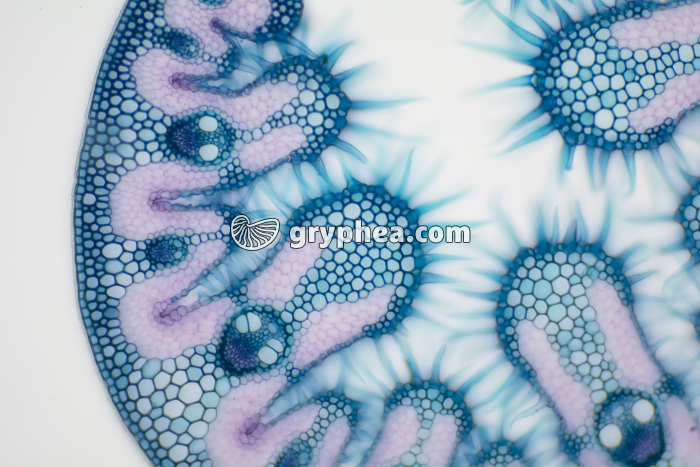 Feuille d'Oyat CT x40 - gryphea.com